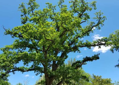 Öhringer Schlossgarten