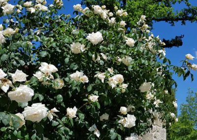 Öhringen: Rosen im Schlossgarten