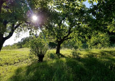 Untersteinbach - pure Natur