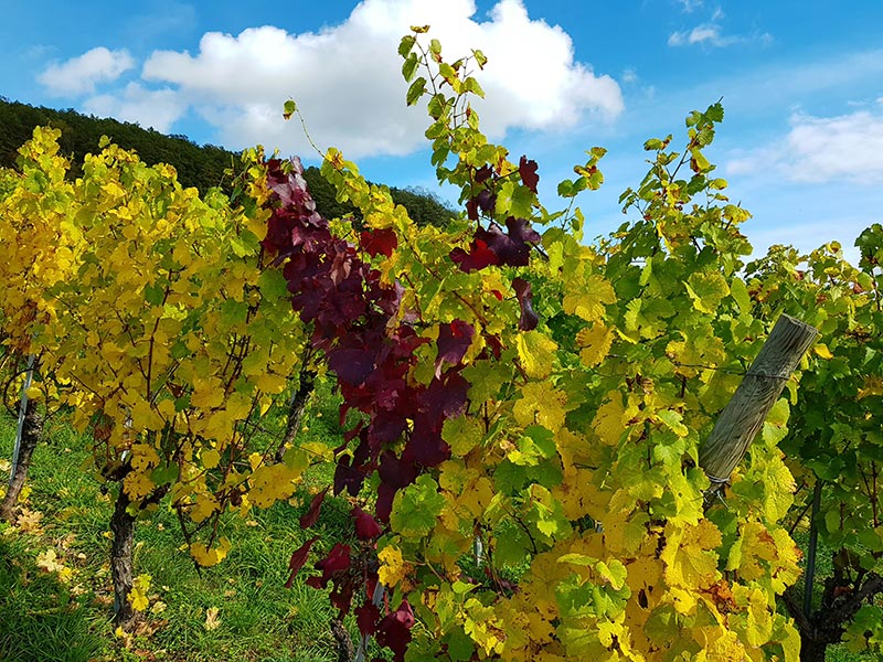 Untersteinbach Weinberge